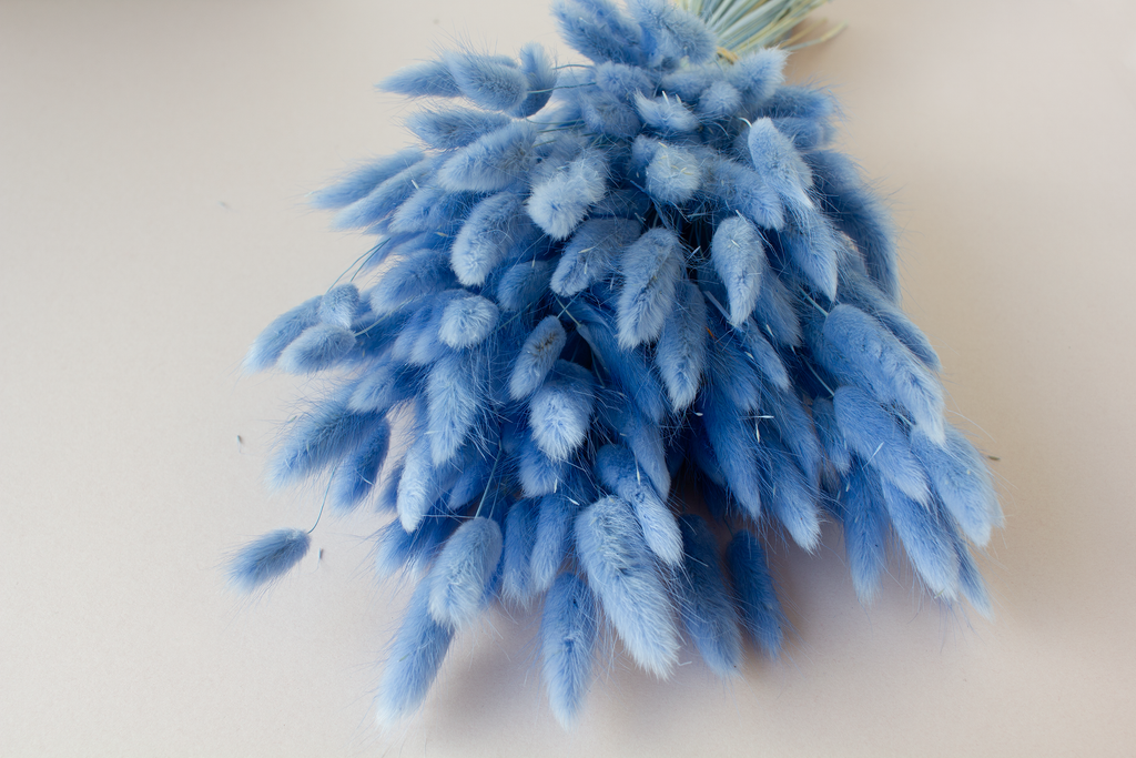 Lagurus blauw - per bundel