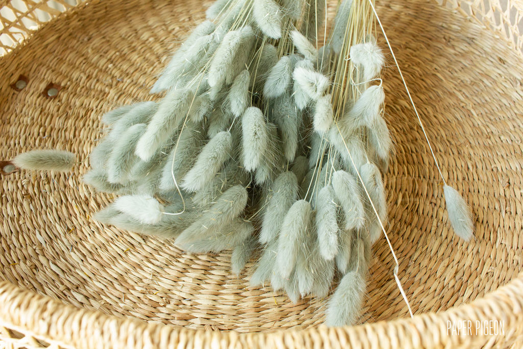 Lagurus eucalyptus - per bundel