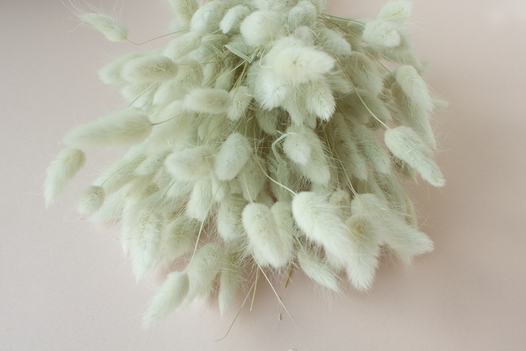 Lagurus muntgroen pastel (zacht eucalyptus) - per bundel