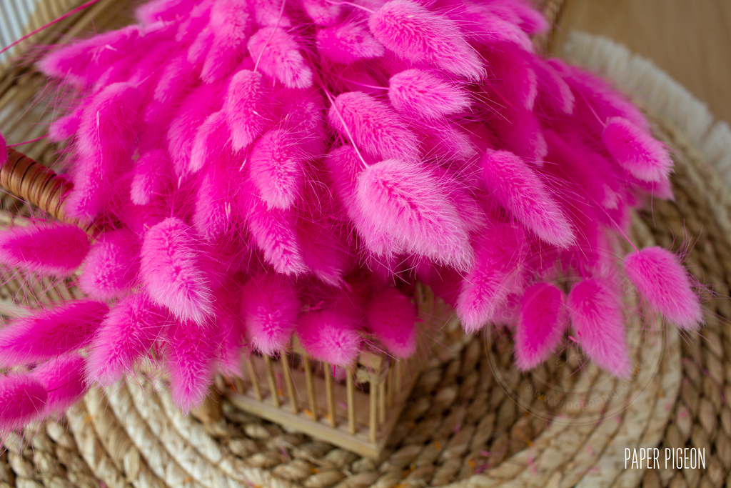 Lagurus fuchsia - per bundel