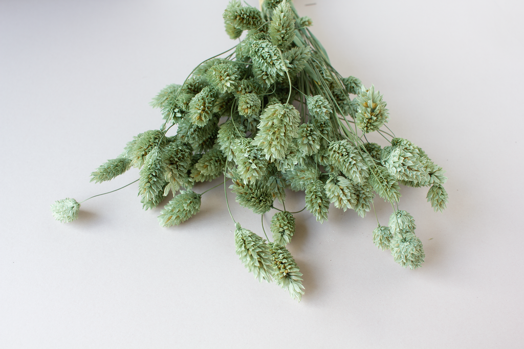 Phalaris eucalyptus - per bundel