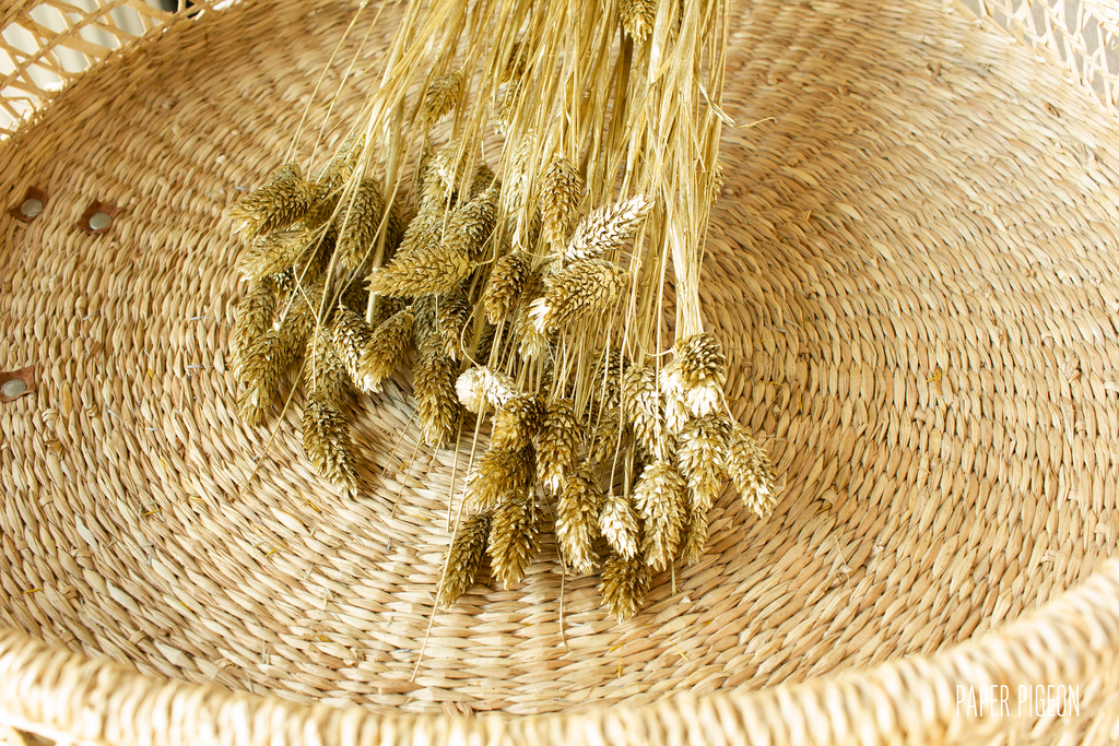 Phalaris goud - per bundel