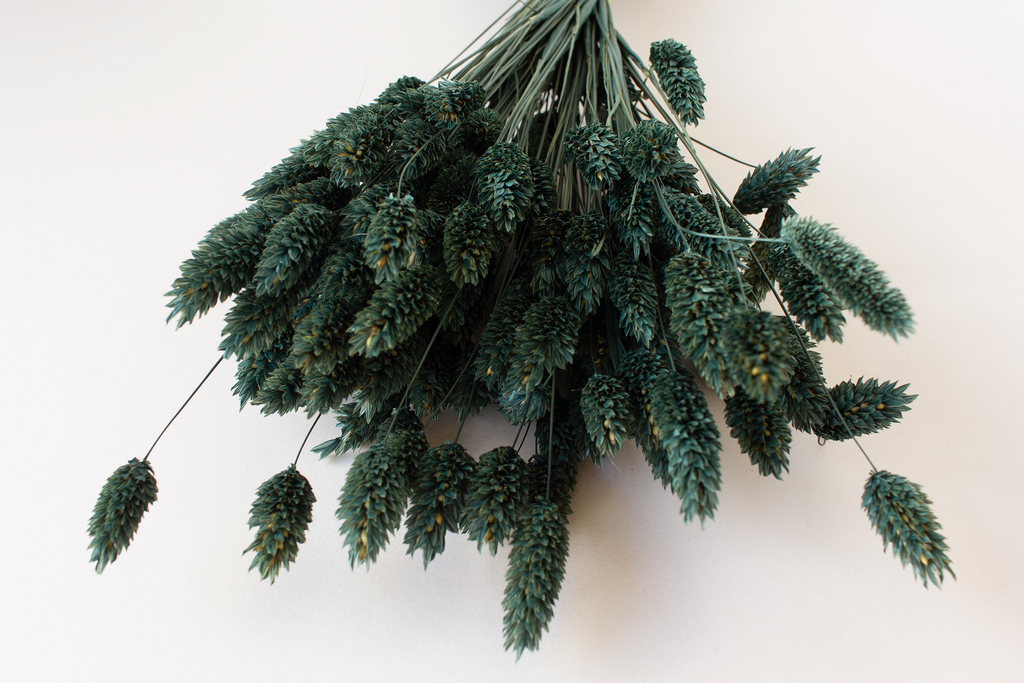 Phalaris mosgroen - per bundel
