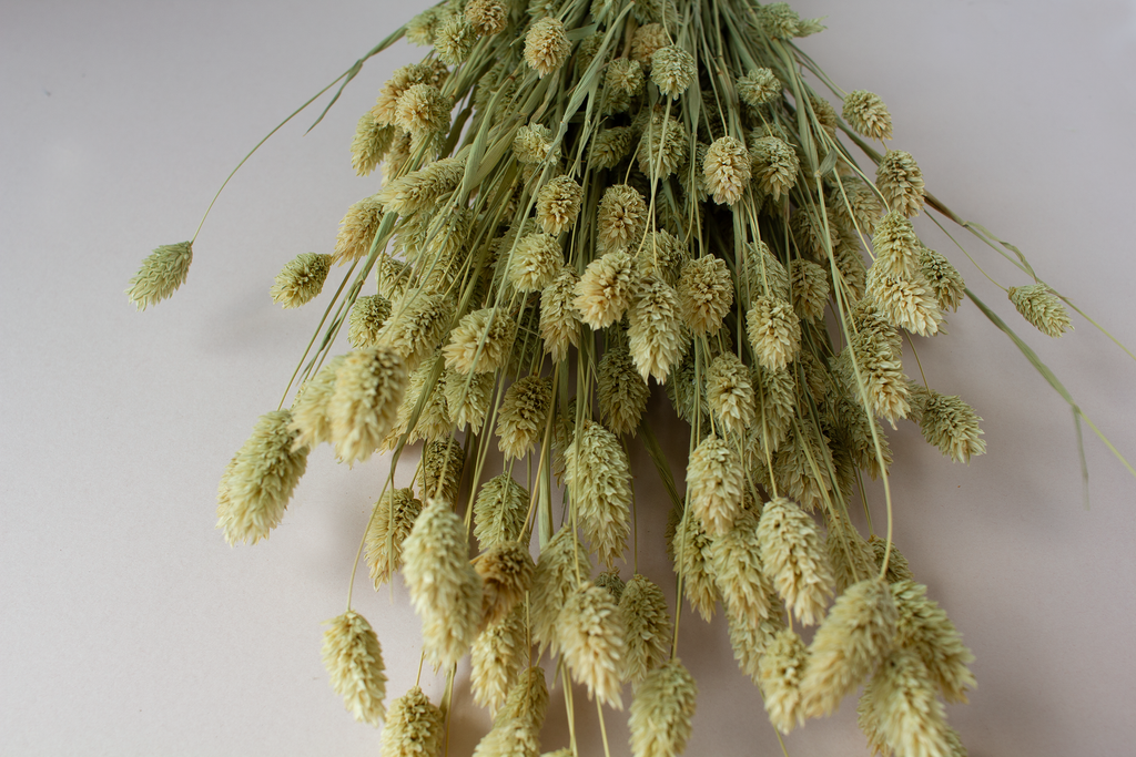 Phalaris naturel - per bundel