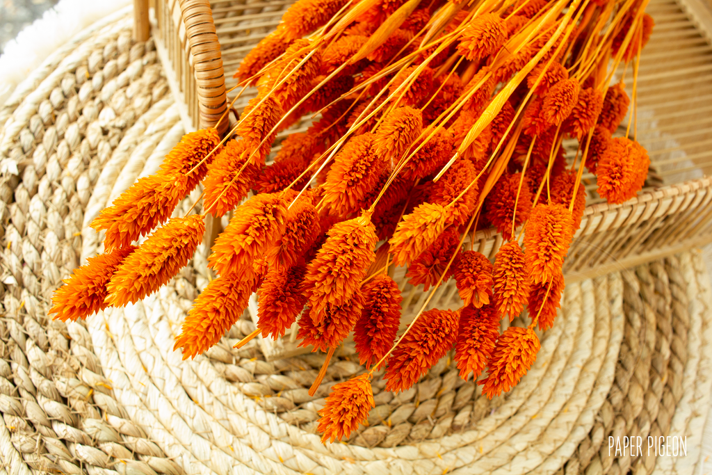Phalaris oranje - per bundel