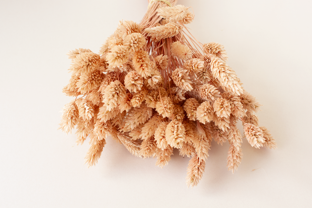 Phalaris poederroze - per bundel