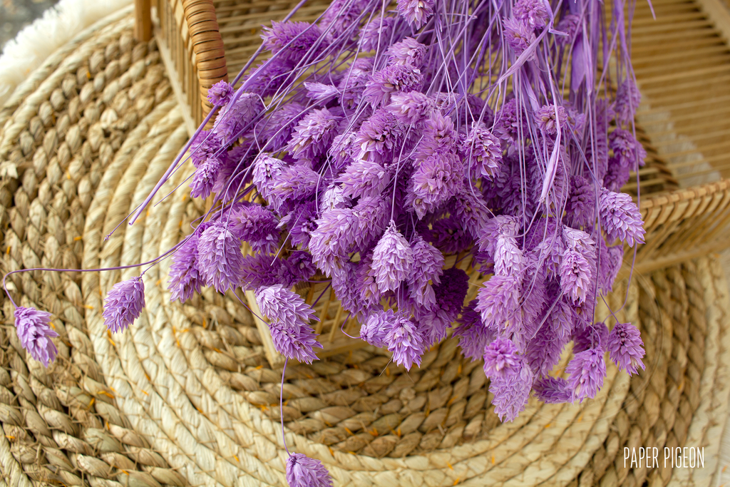 Phalaris paars - per bundel