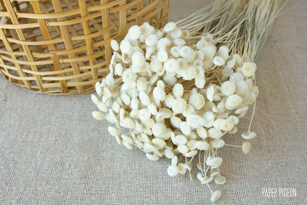 Botao branco creme - per bundel