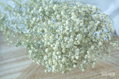 Droogbloemen