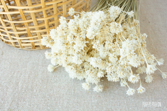 Hill flower creme - per bundel
