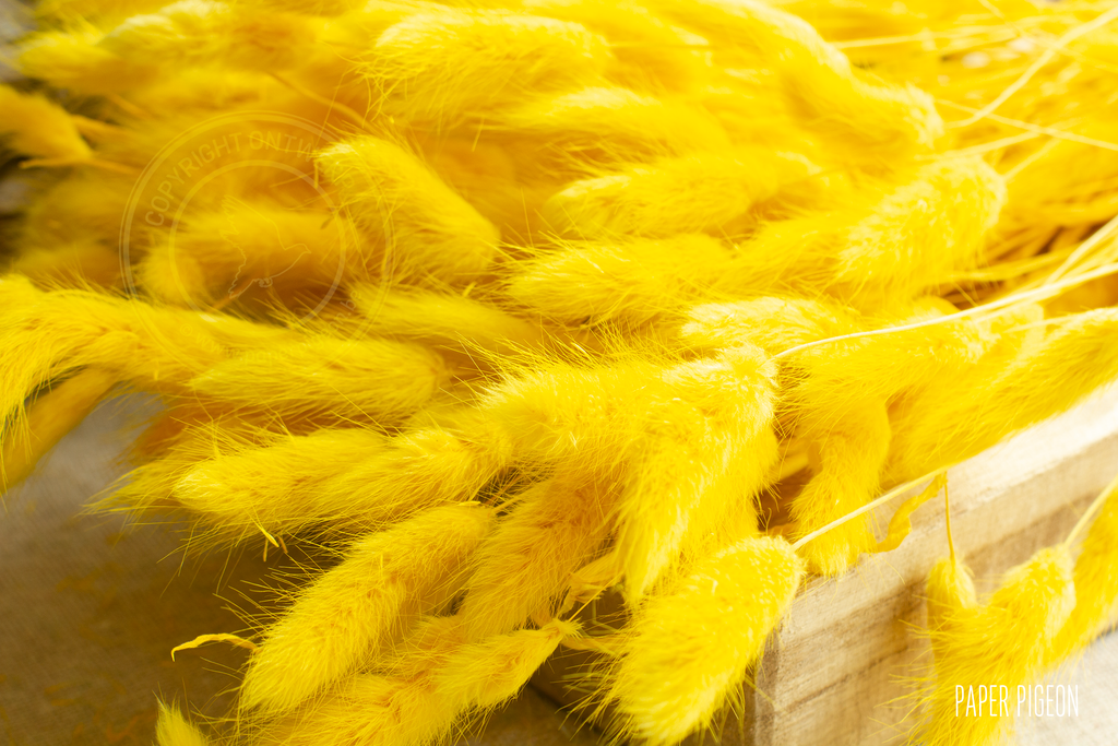 droogbloemen geel pluimpjes lagurus voor doopsuiker