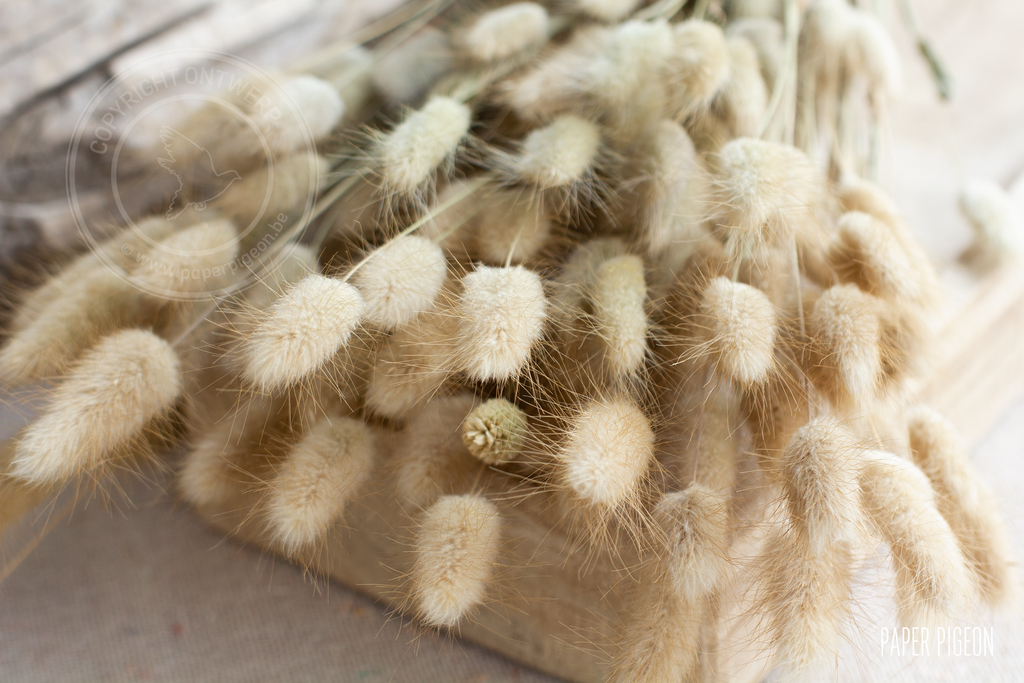 droogbloemen naturel pluimpjes lagurus voor doopsuiker