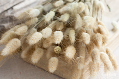 droogbloemen naturel pluimpjes lagurus voor doopsuiker