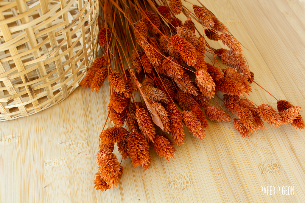 droogbloemen phalaris gras terracotta voor doopsuiker