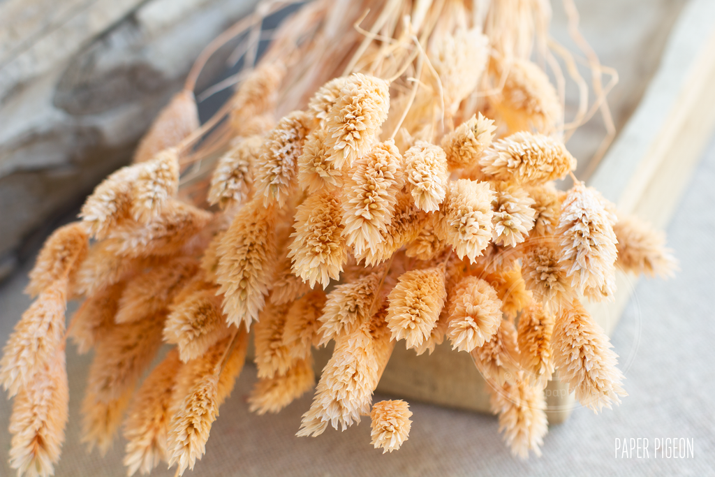 droogbloemen phalaris gras zalm voor doopsuiker