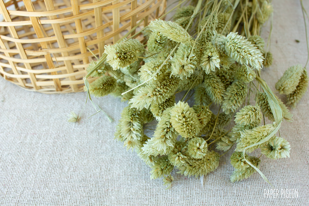 Phalaris zijdegroen - per bundel