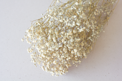 Gipskruid naturel - per bundel