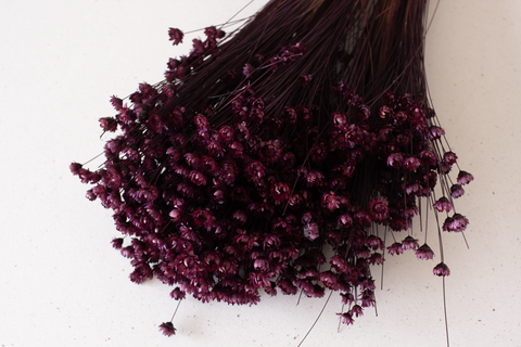 Glixia bordeaux - per bundel