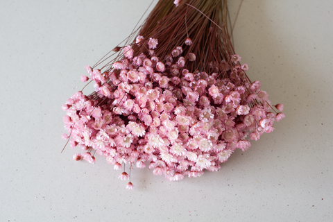 Glixia roos - per bundel