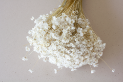 Glixia wit - per bundel