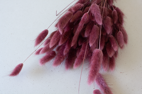 Lagurus dusty mauve - per bundel