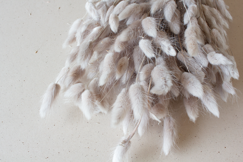 NIEUW - Lagurus greige - per bundel