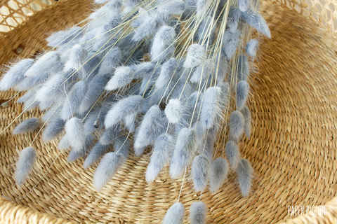 Lagurus grijsblauw - per bundel