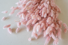 Lagurus lichtroos - per bundel