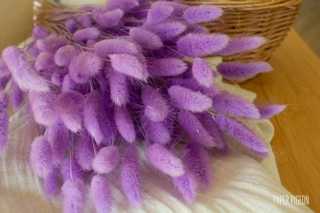 Lagurus paars - per bundel