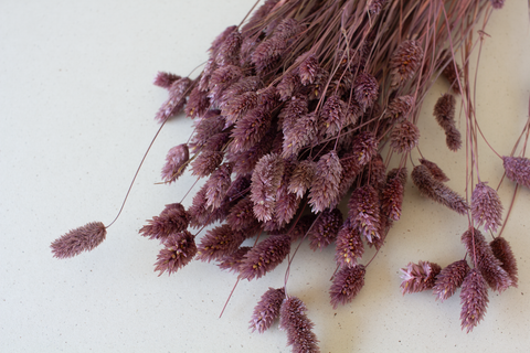 Phalaris dusty mauve - per bundel