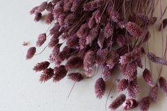 Phalaris dusty mauve - per bundel