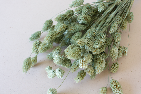 Phalaris zijdegroen - per bundel