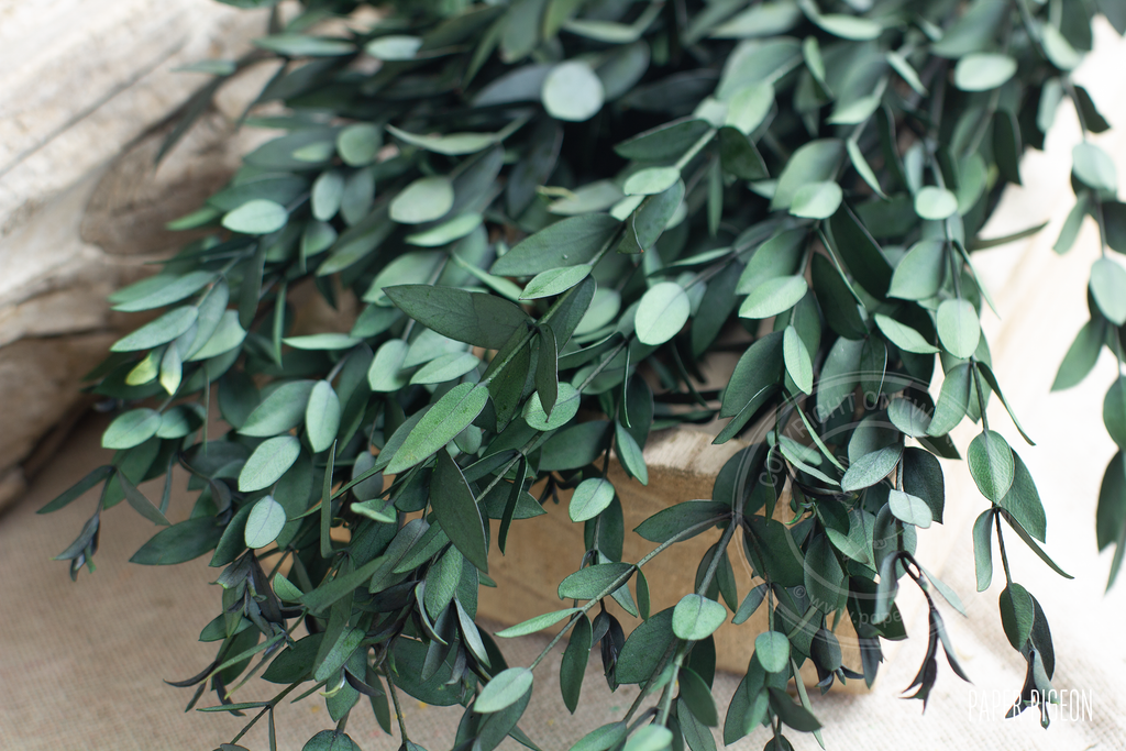 droogbloemen eucalyptus blad groen